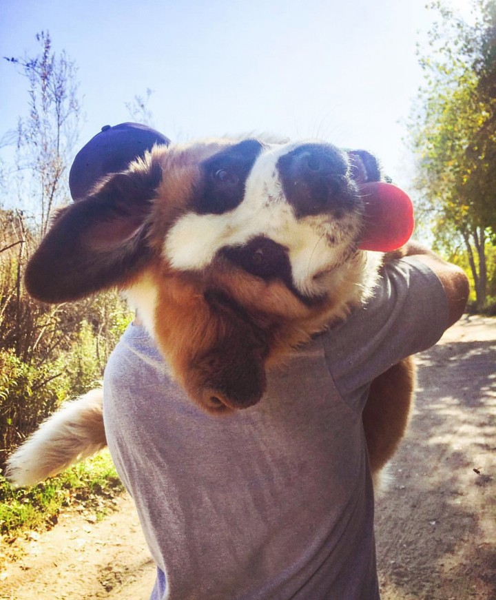 Happy puppy