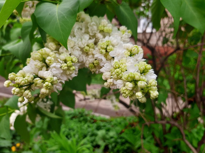 сирень
