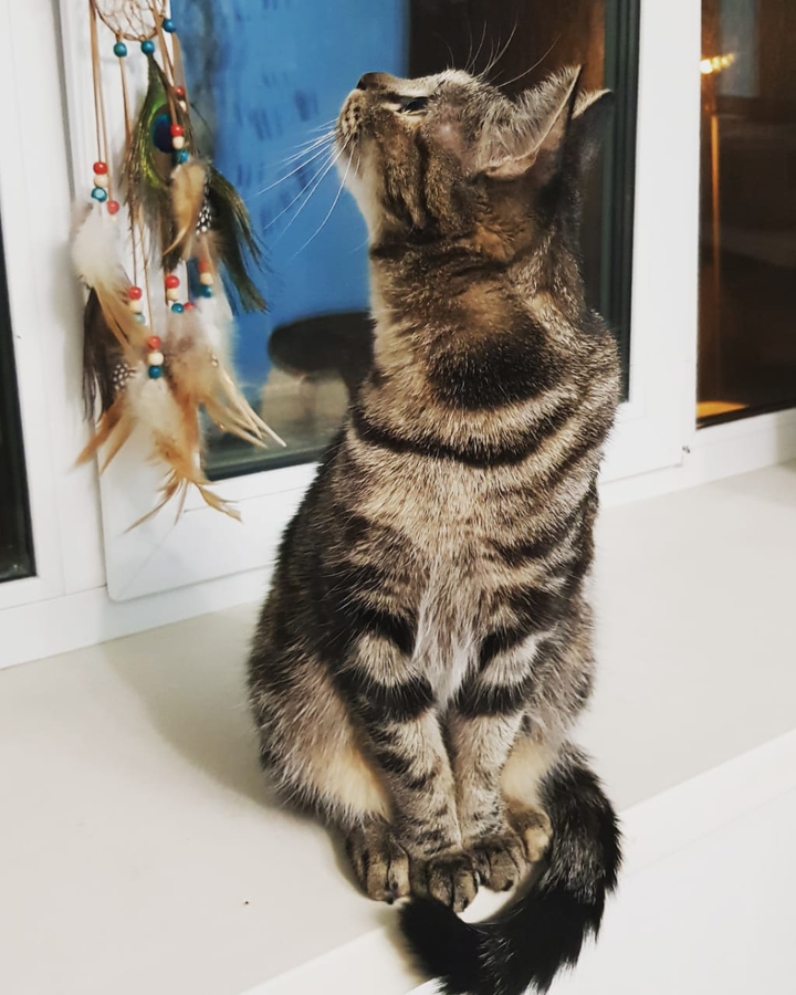 кацу