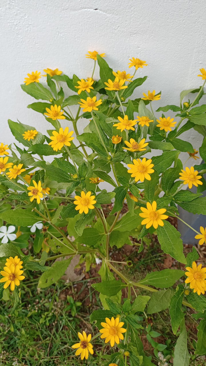 yellow flowers
