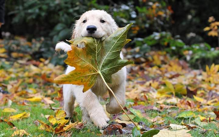The beautiful dog