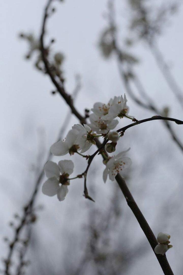 blossom