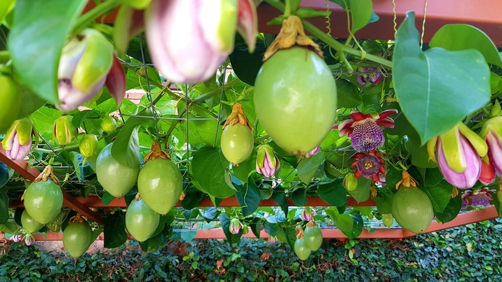 maracuja