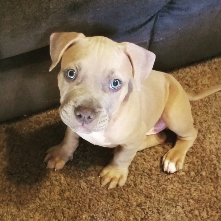 puppy