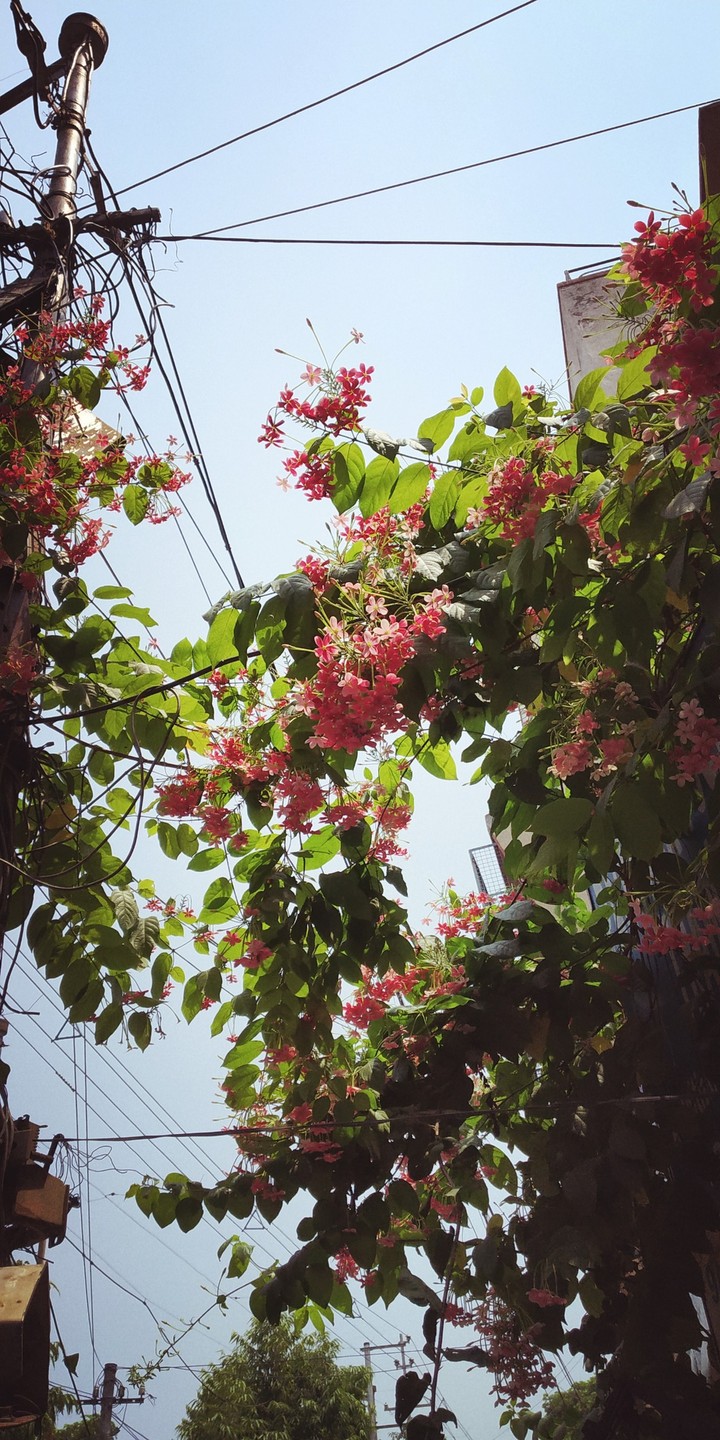 flower