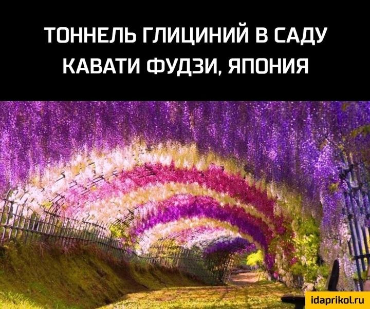 тоннель глицыний