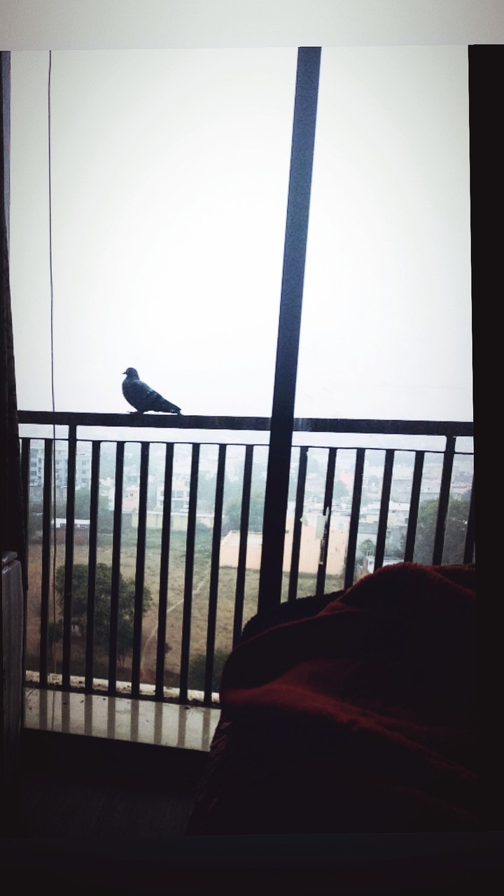 bird