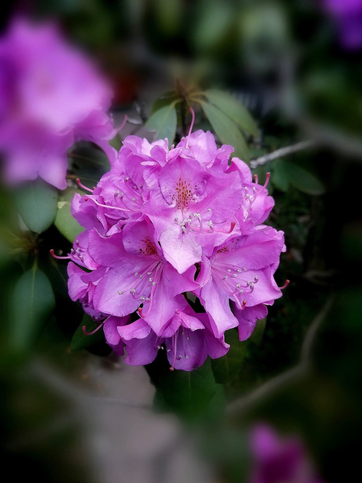 flower in the garden