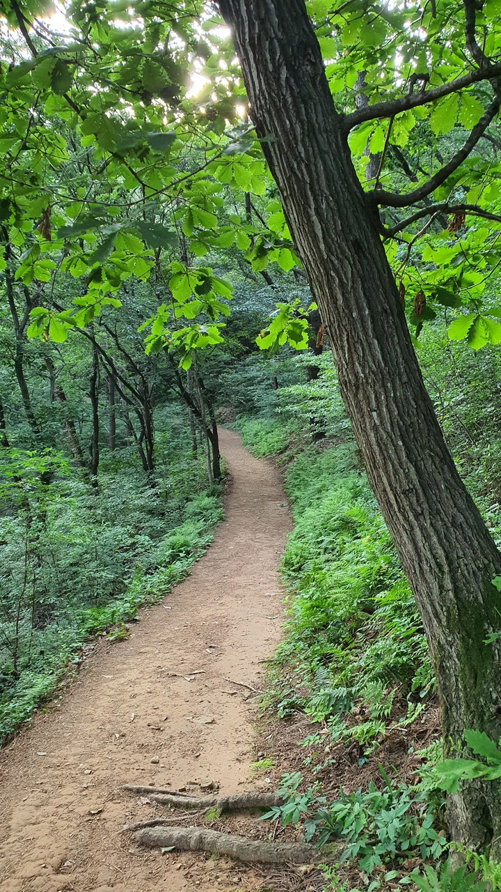 숲속길(road in the woods)