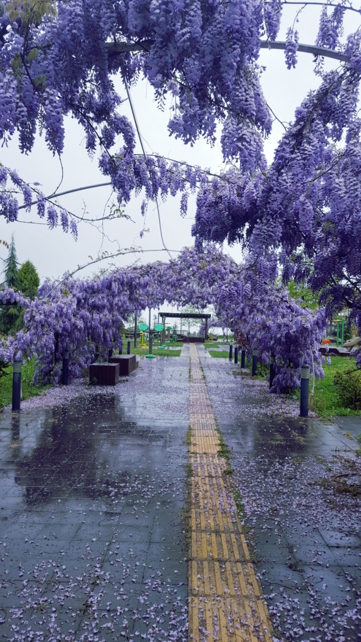 purple
