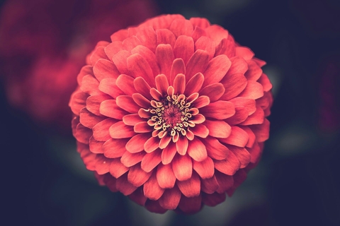 רקעים peach, dahlia