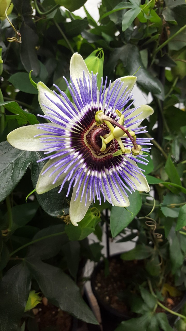 Cool Flower