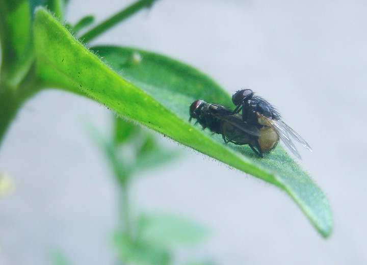 nature