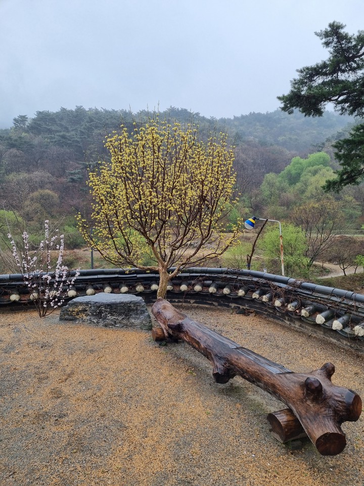 산수유