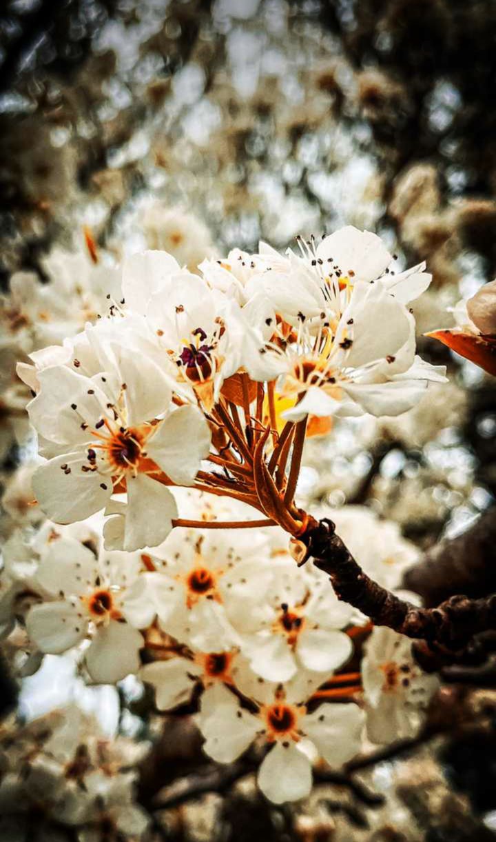white flowers