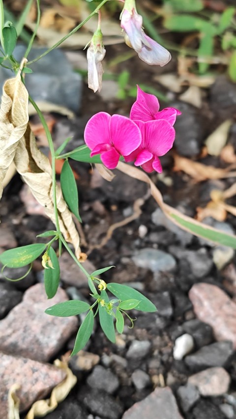 fonds d'écran petal, flower