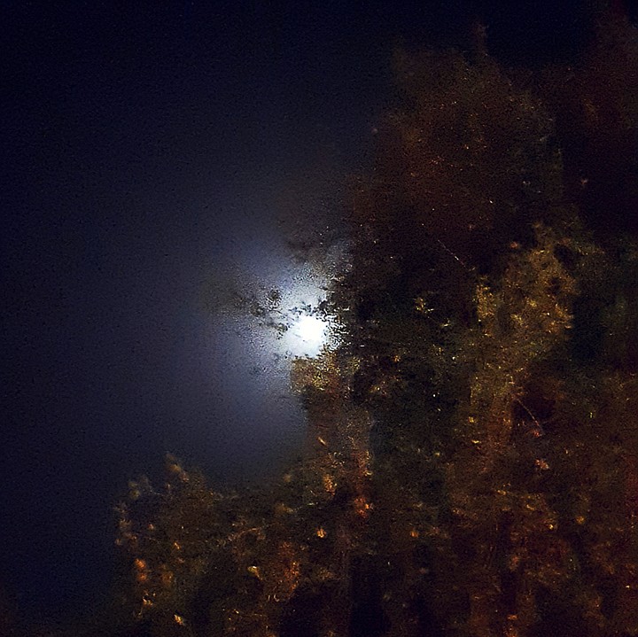 #month#dark#night#Tree at night
