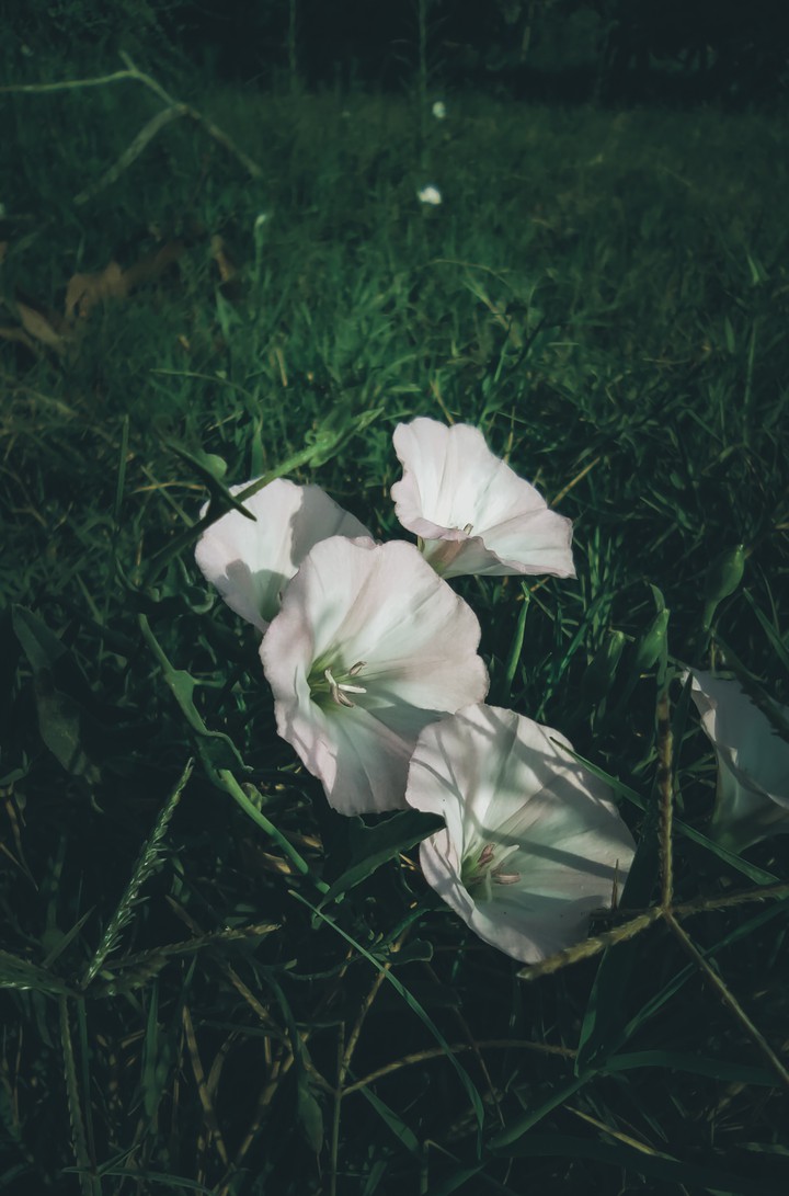 Nature