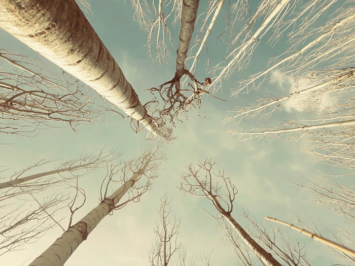 trees