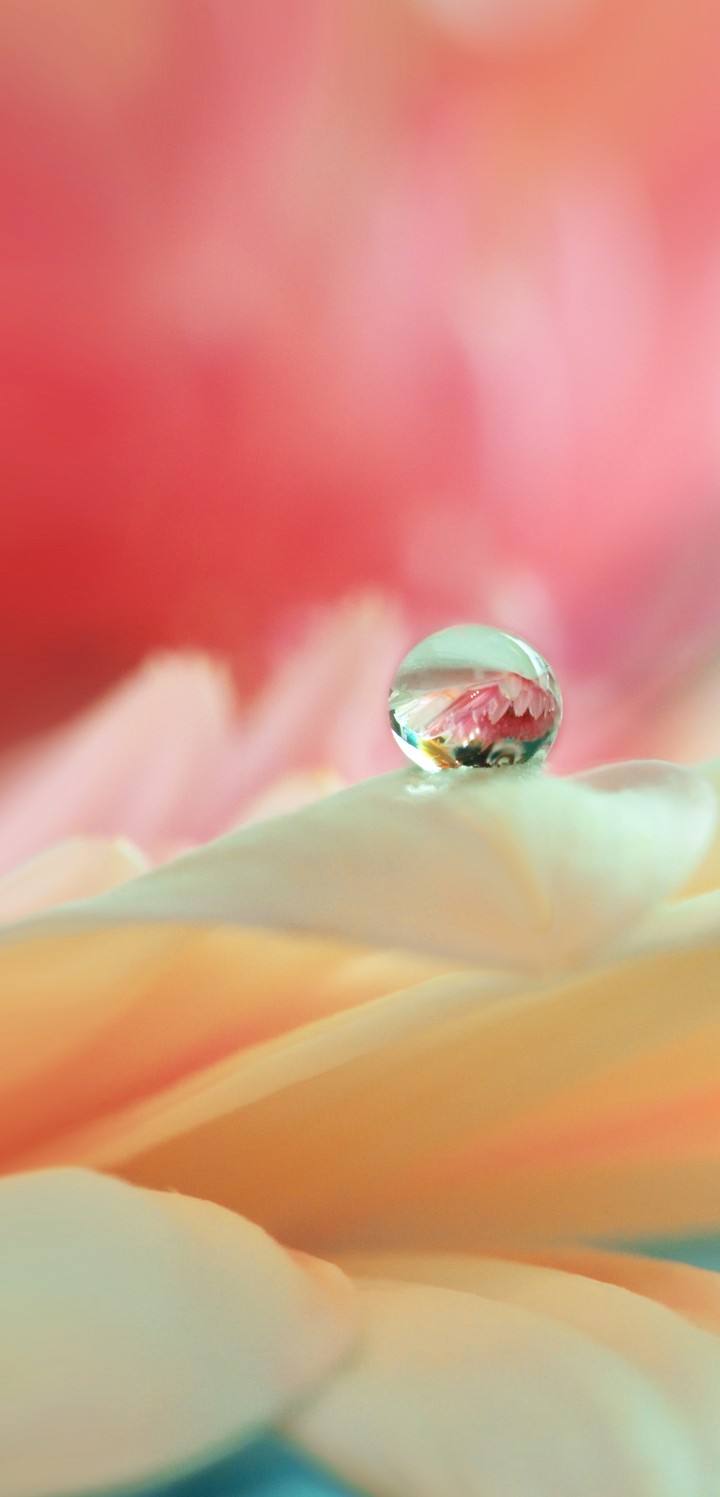 water drop on flower