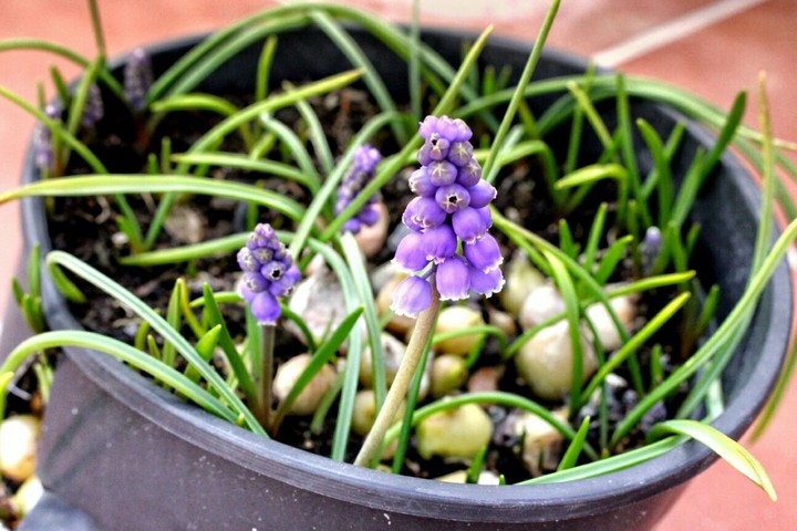 Purple your life