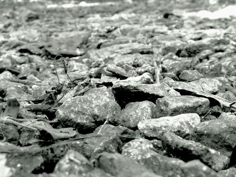 black and white
