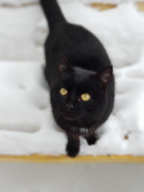 cat