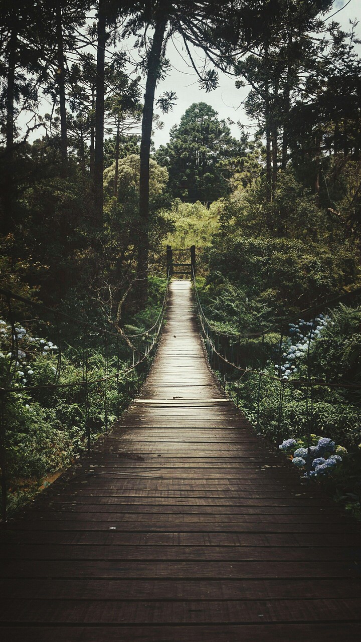 Forest©