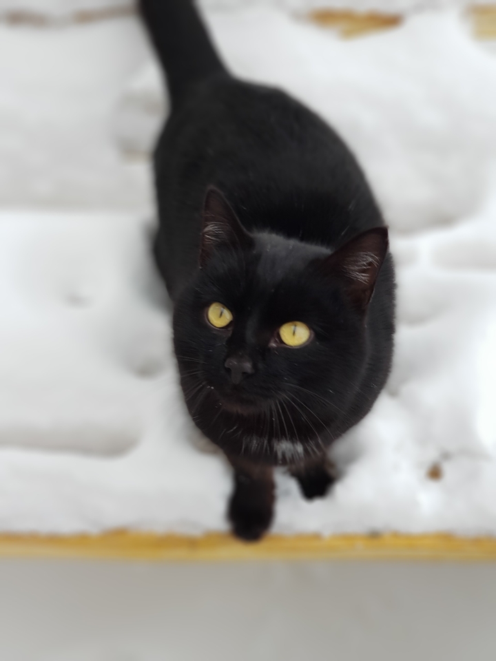cat