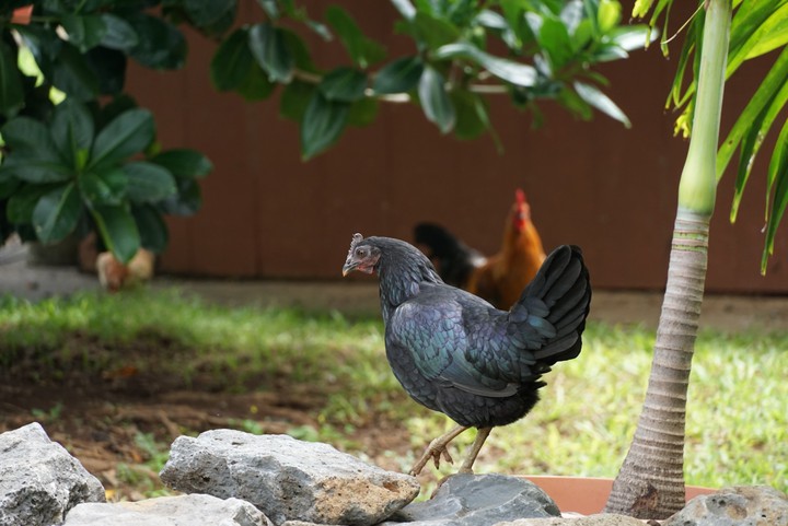 Silky fowl
