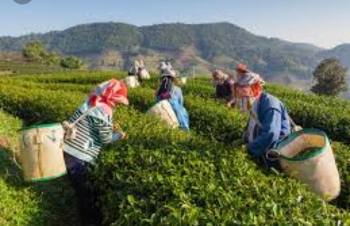 tea Garden in Darjeeling India