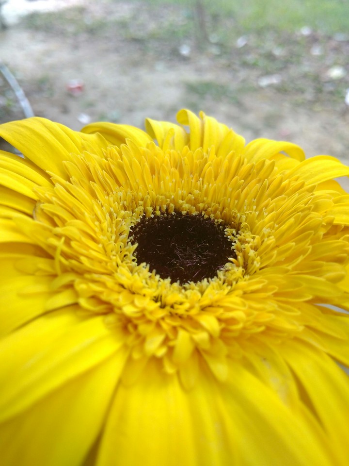 yellow flower