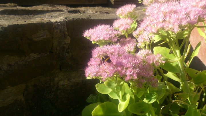 busy bee 2
