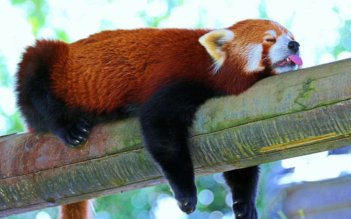sleeping red panda