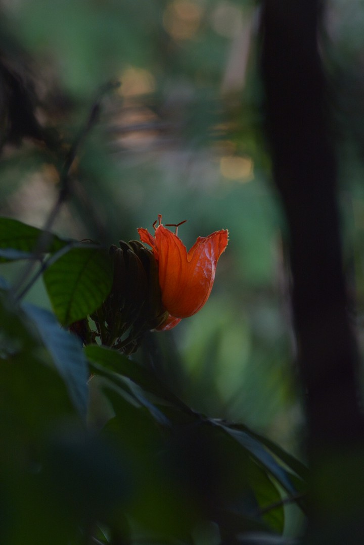 flower