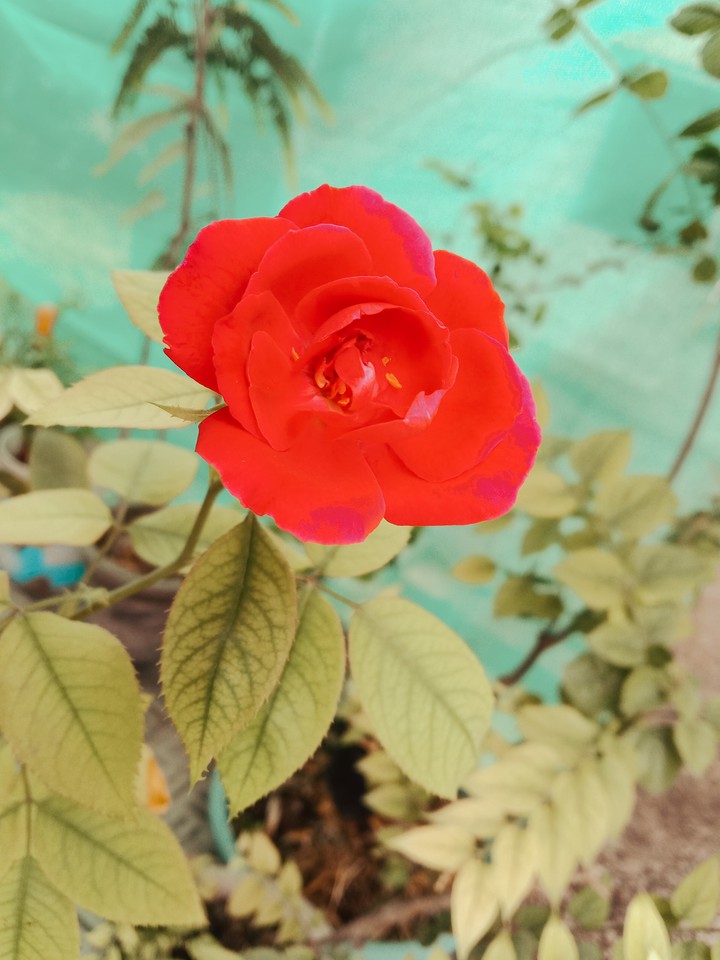 rose