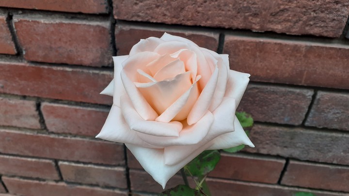 belleza