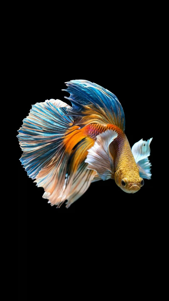 betta fish