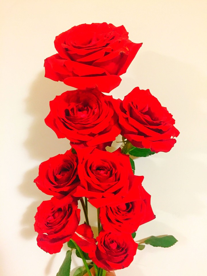 red roses 