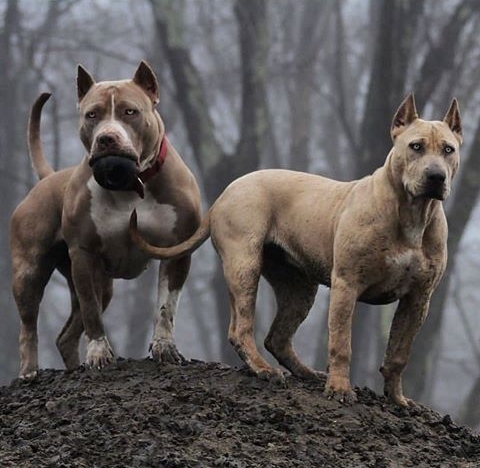 American pendez Dogs