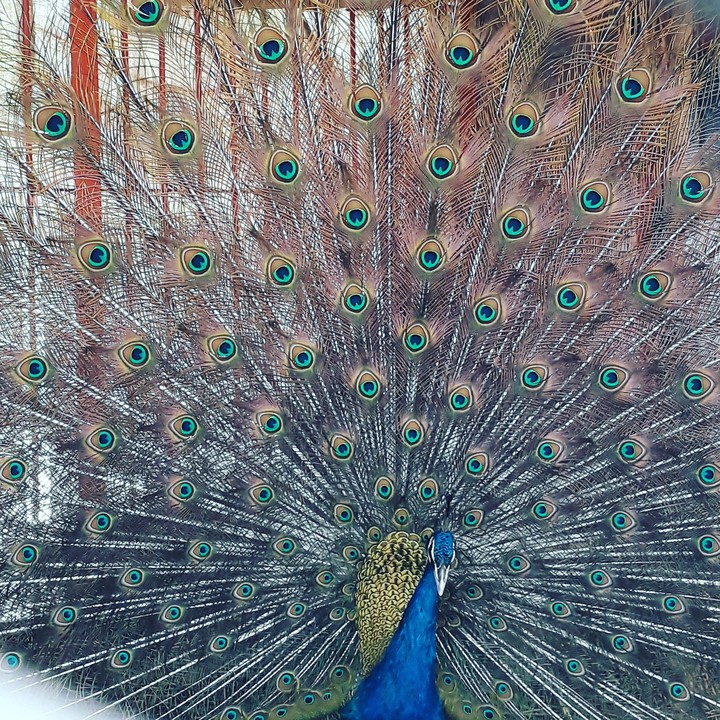 bird