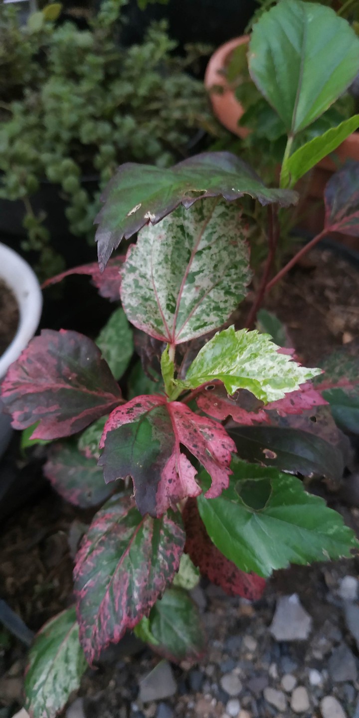 tricolor hibiscus