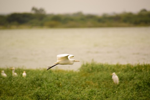 BirdLife