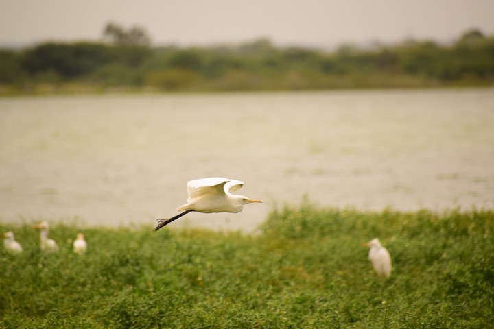 BirdLife