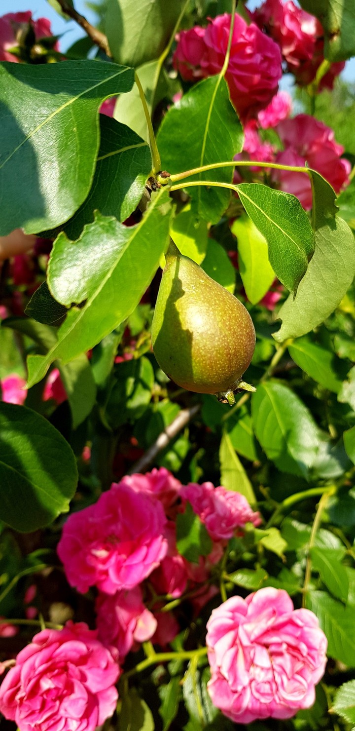 pear