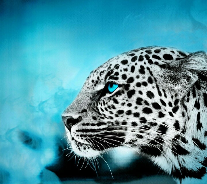 leopard