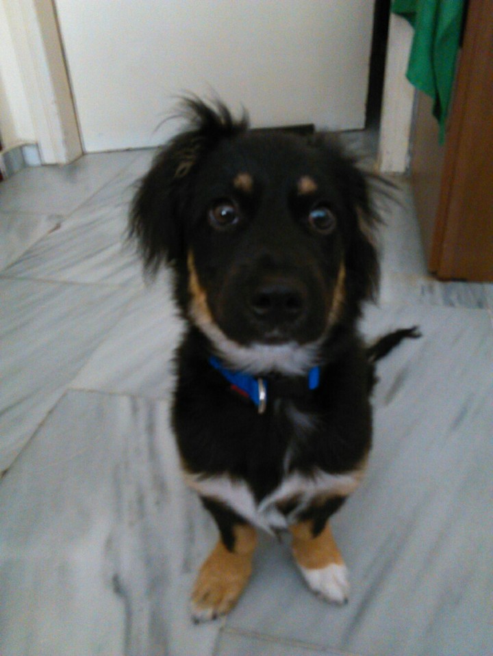 Dog