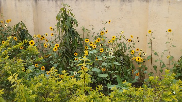 flower