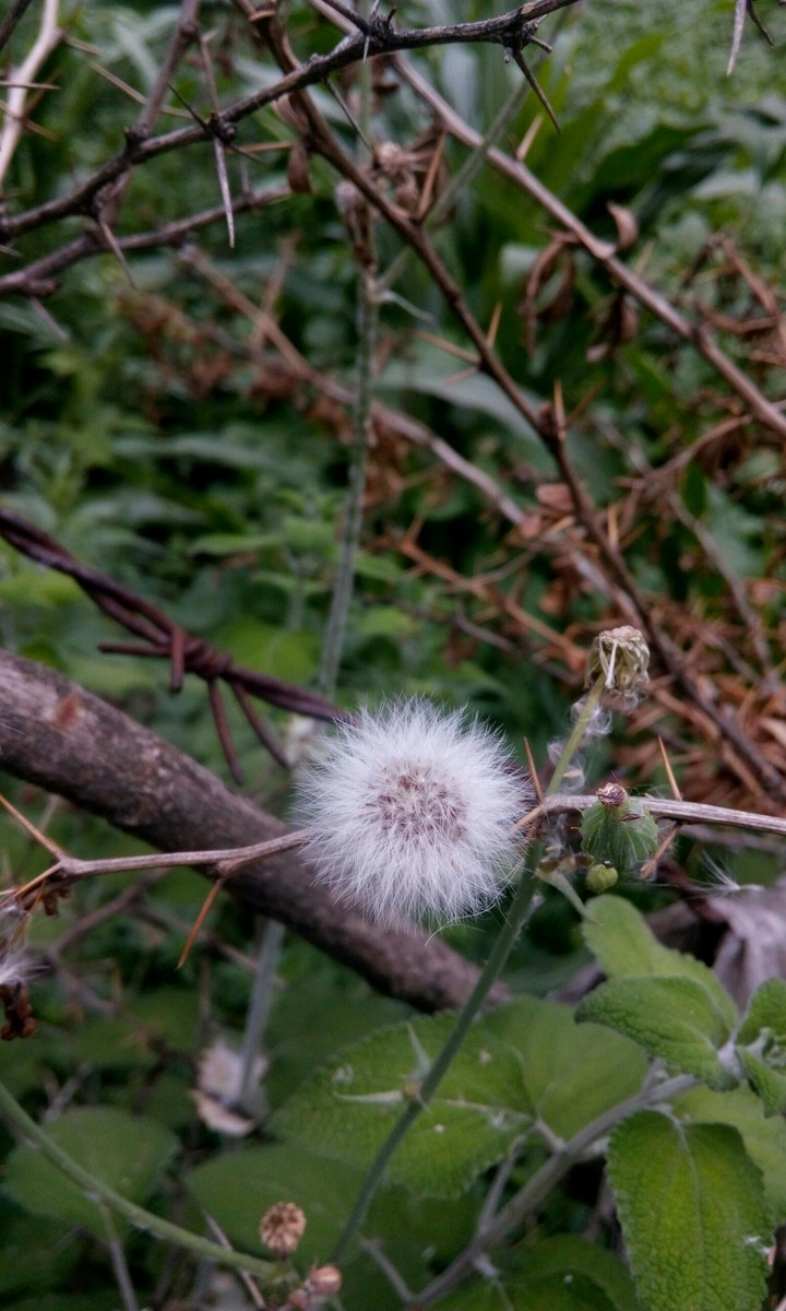 dandelion