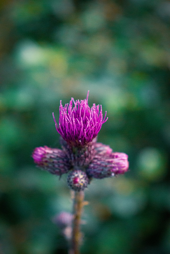 macro flower